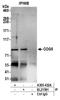 Conserved oligomeric Golgi complex subunit 5 antibody, A305-432A, Bethyl Labs, Immunoprecipitation image 