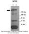 Multiple PDZ Domain Crumbs Cell Polarity Complex Component antibody, ARP42895_P050, Aviva Systems Biology, Western Blot image 