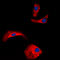 Olfactomedin Like 2A antibody, LS-C356235, Lifespan Biosciences, Immunofluorescence image 