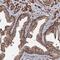 Centrosomal Protein 76 antibody, NBP1-88472, Novus Biologicals, Immunohistochemistry frozen image 