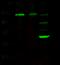 Neural Cell Adhesion Molecule 1 antibody, 100304-R007, Sino Biological, Western Blot image 
