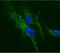 ATP Synthase Peripheral Stalk Subunit OSCP antibody, ab110276, Abcam, Immunocytochemistry image 
