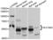 Synaptic vesicular amine transporter antibody, LS-C332253, Lifespan Biosciences, Western Blot image 