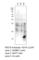 High affinity cAMP-specific 3 ,5 -cyclic phosphodiesterase 7A antibody, PD7A-112AP, FabGennix, Western Blot image 