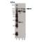 Protein Tyrosine Kinase 2 antibody, ADI-KAP-TK131-F, Enzo Life Sciences, Western Blot image 