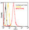 Heat shock protein HSP 90-alpha antibody, ADI-SPS-771PE-050, Enzo Life Sciences, Flow Cytometry image 