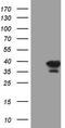 Ankyrin Repeat And SOCS Box Containing 8 antibody, TA808401S, Origene, Western Blot image 