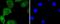 ISL LIM Homeobox 1 antibody, NBP2-67576, Novus Biologicals, Immunofluorescence image 