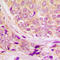Cyclin B1 antibody, LS-C358934, Lifespan Biosciences, Immunohistochemistry frozen image 