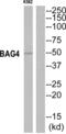 BCL2 Associated Athanogene 4 antibody, abx015149, Abbexa, Western Blot image 