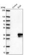 Etoposide-induced protein 2.4 antibody, NBP2-48993, Novus Biologicals, Western Blot image 