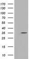 Deoxynucleotidyltransferase terminal-interacting protein 1 antibody, TA501131, Origene, Western Blot image 