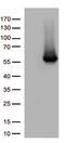 ARRB1 antibody, CF812546, Origene, Western Blot image 