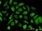 Annexin A2 antibody, H00000302-M02, Novus Biologicals, Immunofluorescence image 
