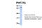 PHD finger protein 21A antibody, PA5-41581, Invitrogen Antibodies, Western Blot image 