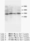 SSX Family Member 2B antibody, orb18140, Biorbyt, Western Blot image 