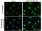 CREB2 antibody, GTX101943, GeneTex, Immunofluorescence image 