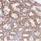 Leukemia-associated protein 7 antibody, NBP2-30666, Novus Biologicals, Immunohistochemistry frozen image 