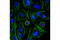 Aurora Kinase B antibody, 13464S, Cell Signaling Technology, Immunocytochemistry image 