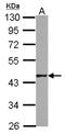 Heat Shock Transcription Factor Y-Linked 2 antibody, NBP2-16888, Novus Biologicals, Western Blot image 