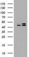 SERPINE1 MRNA Binding Protein 1 antibody, TA800694, Origene, Western Blot image 