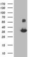 Monoglyceride Lipase antibody, MA5-25551, Invitrogen Antibodies, Western Blot image 