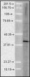 AHSA1 antibody, orb95883, Biorbyt, Western Blot image 