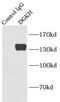Diacylglycerol Kinase Eta antibody, FNab02359, FineTest, Immunoprecipitation image 