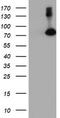 F-Box Protein 21 antibody, CF504014, Origene, Western Blot image 