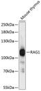 V(D)J recombination-activating protein 1 antibody, 14-558, ProSci, Western Blot image 