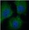 Glutathione-Disulfide Reductase antibody, FNab03682, FineTest, Immunofluorescence image 