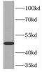 Procollagen C-proteinase enhancer 1 antibody, FNab06220, FineTest, Western Blot image 