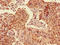 Acylphosphatase-2 antibody, LS-C498312, Lifespan Biosciences, Immunohistochemistry frozen image 
