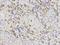DNA Polymerase Beta antibody, orb136100, Biorbyt, Immunohistochemistry paraffin image 