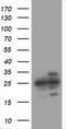 Proteasome Subunit Alpha 2 antibody, CF505526, Origene, Western Blot image 
