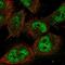 Nuclear Respiratory Factor 1 antibody, HPA029329, Atlas Antibodies, Immunofluorescence image 