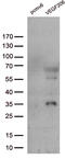 VEGF antibody, TA802347BM, Origene, Western Blot image 