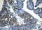 Zinc Finger Protein 394 antibody, LS-C799995, Lifespan Biosciences, Immunohistochemistry paraffin image 