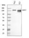 Ectonucleotide Pyrophosphatase/Phosphodiesterase 1 antibody, A01342-1, Boster Biological Technology, Western Blot image 