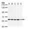 DnaJ Heat Shock Protein Family (Hsp40) Member C3 antibody, LS-C109457, Lifespan Biosciences, Western Blot image 