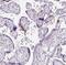Claudin 25 antibody, NBP2-30808, Novus Biologicals, Immunohistochemistry frozen image 