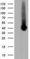 Pleckstrin antibody, GTX83874, GeneTex, Western Blot image 