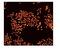Histone Deacetylase 2 antibody, ab32117, Abcam, Immunocytochemistry image 