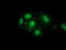 Glutathione Synthetase antibody, TA501936, Origene, Immunofluorescence image 