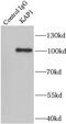Tripartite Motif Containing 28 antibody, FNab04466, FineTest, Immunoprecipitation image 