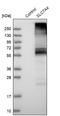 Solute Carrier Family 7 Member 4 antibody, NBP1-86613, Novus Biologicals, Western Blot image 