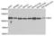 BOC Cell Adhesion Associated, Oncogene Regulated antibody, LS-C346260, Lifespan Biosciences, Western Blot image 
