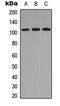 Podocalyxin Like 2 antibody, orb234830, Biorbyt, Western Blot image 