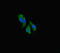 Cyclin O antibody, LS-C677413, Lifespan Biosciences, Immunofluorescence image 