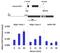RNA Polymerase II Subunit A antibody, MA1-46093, Invitrogen Antibodies, Chromatin Immunoprecipitation image 